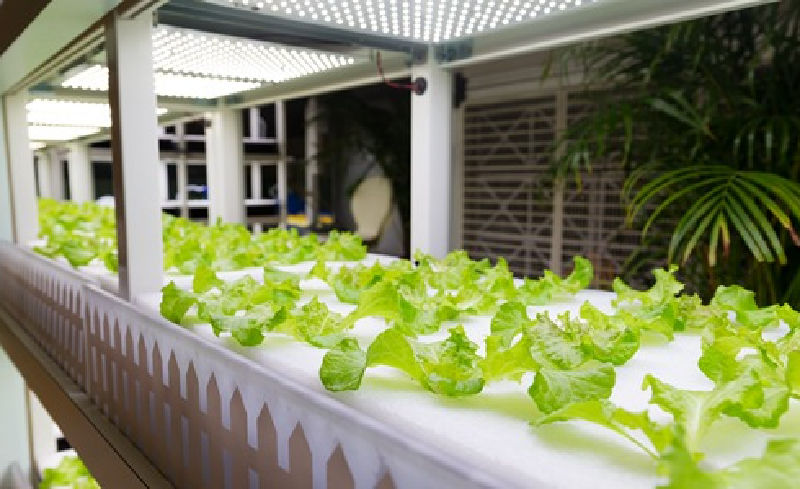 四维生态与沙特公司合作推动LED植物工厂方案输出中东