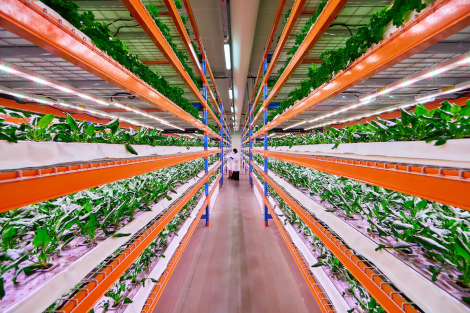 昕诺飞点亮最大植物工厂,为航空餐饮提供蔬菜