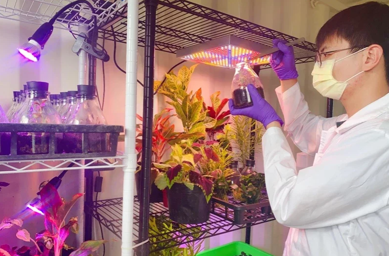 台湾地区科研团队萃取植物染料，提升半导体元件光电转换效率